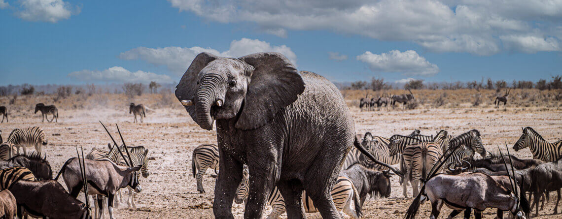 Africa wildlife photography, Botswana safari photography
